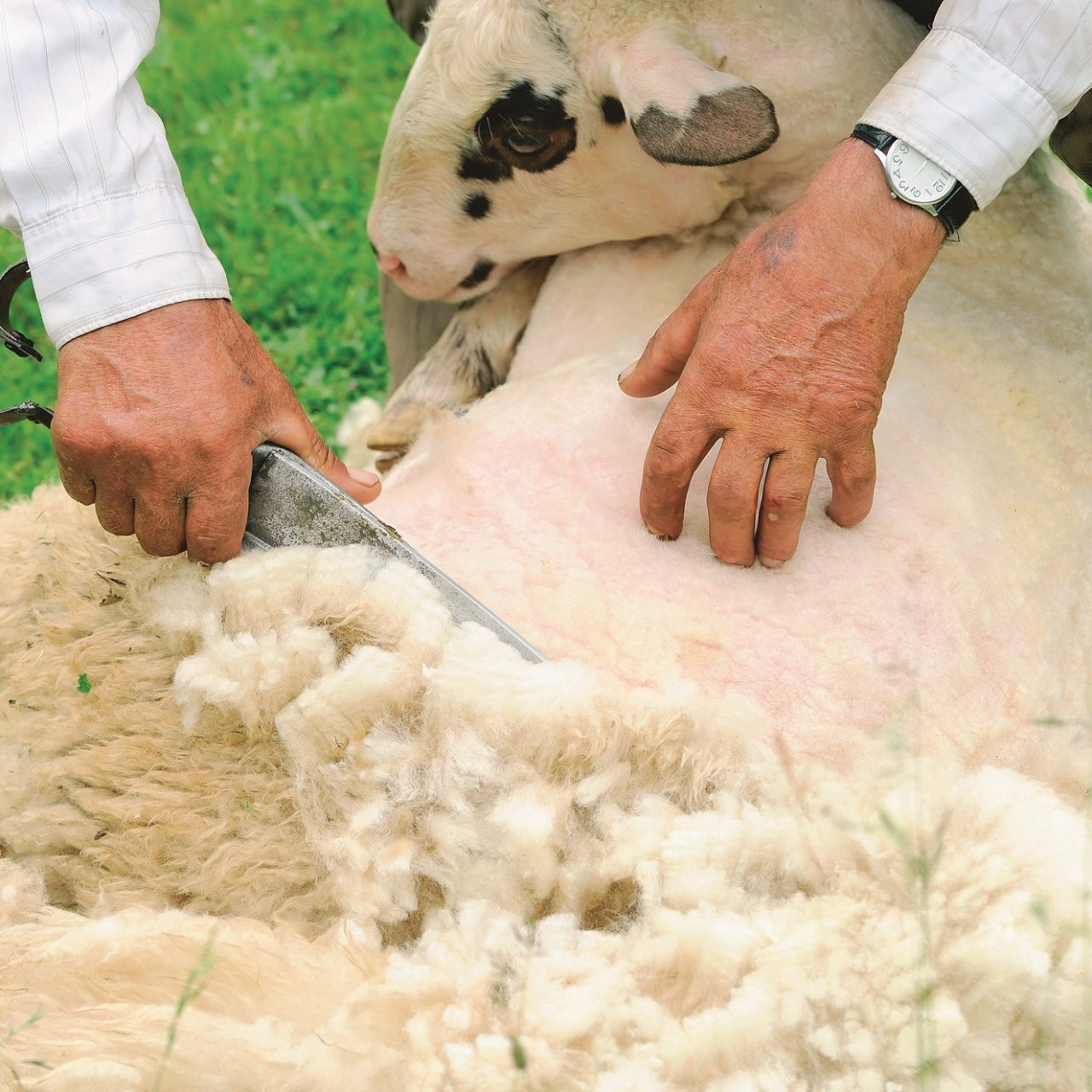 Подушка Овечья шерсть